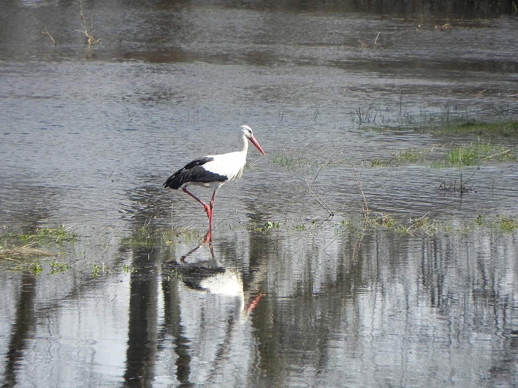 Bocian biały (Ciconia ciconia)