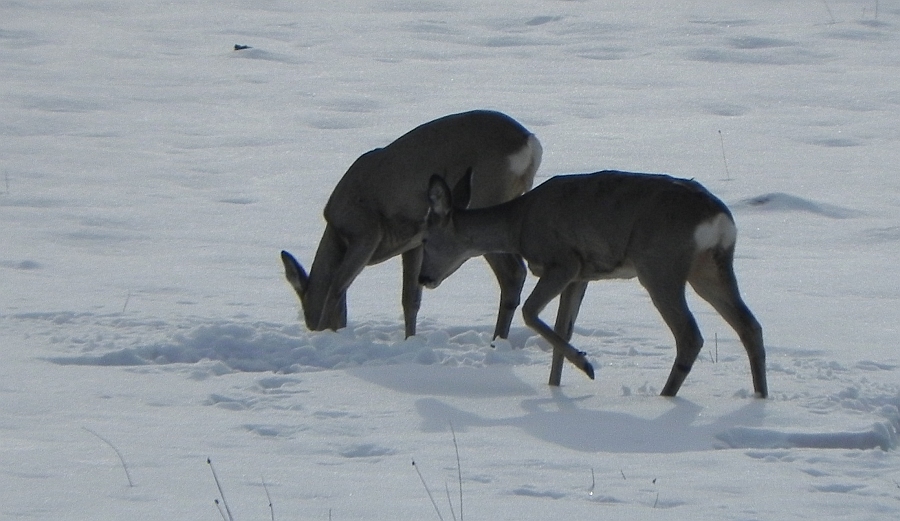 Sarna, sarna europejska (Capreolus capreolus)