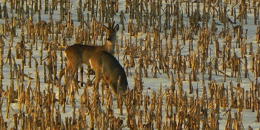 Sarna, sarna europejska (Capreolus capreolus)