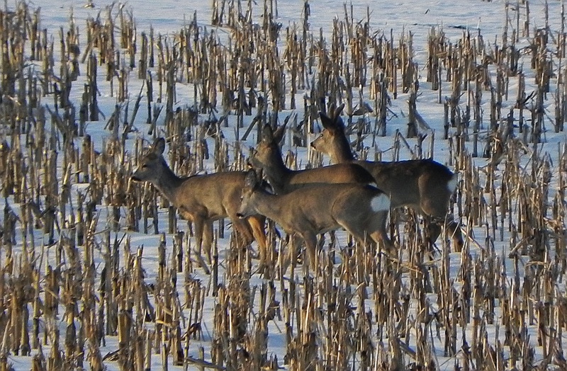 Sarna, sarna europejska (Capreolus capreolus)