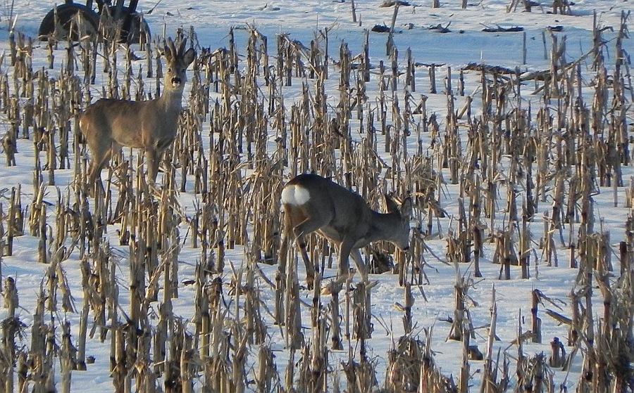 Sarna, sarna europejska (Capreolus capreolus)