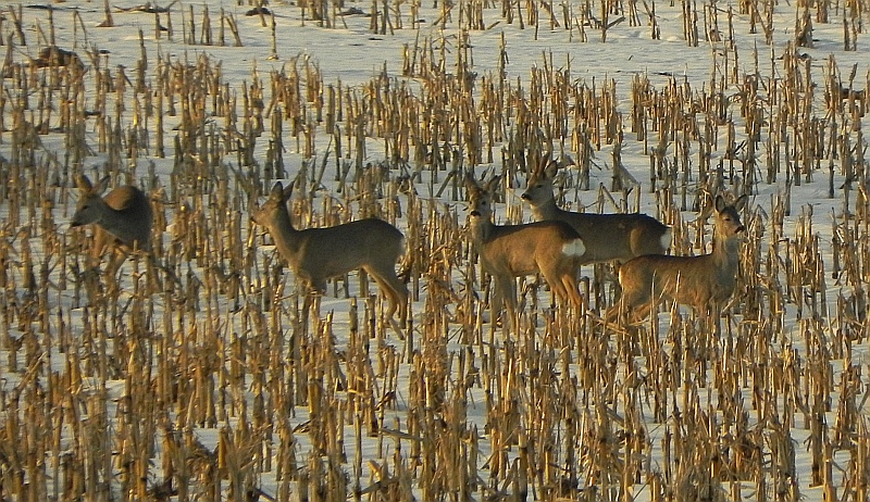 Sarna, sarna europejska (Capreolus capreolus)