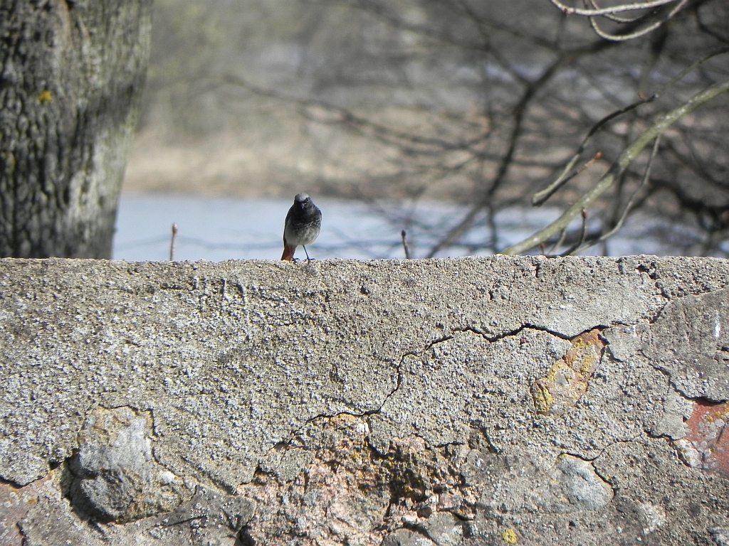 Kopciuszek (Phoenicurus ochruros)