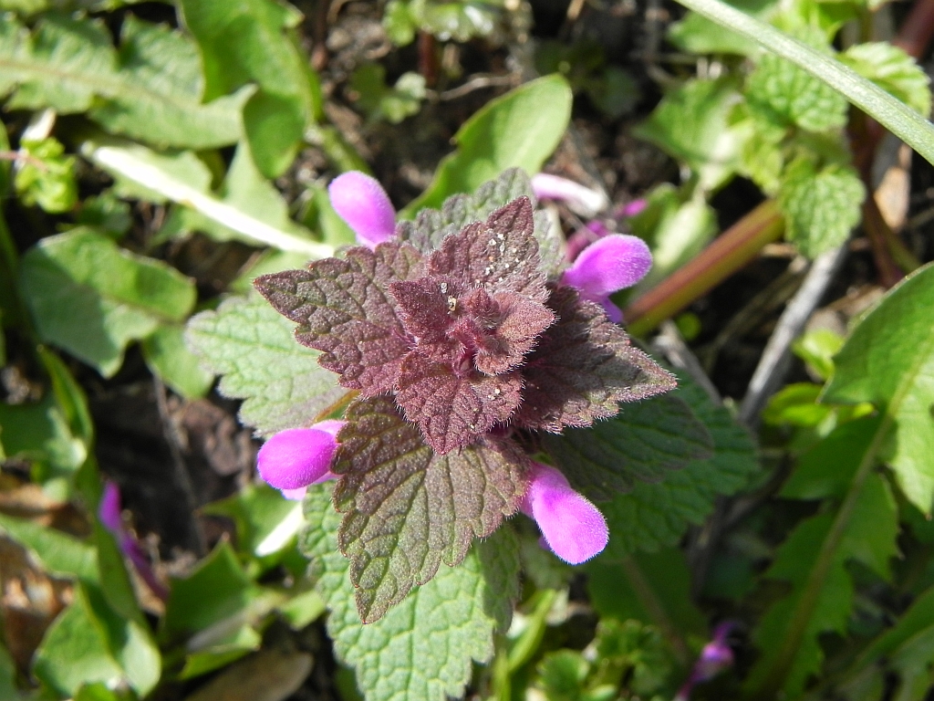 Jasnota plamista (Lamium maculatum L.)