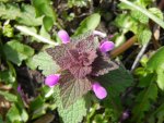 Jasnota plamista (Lamium maculatum L.)