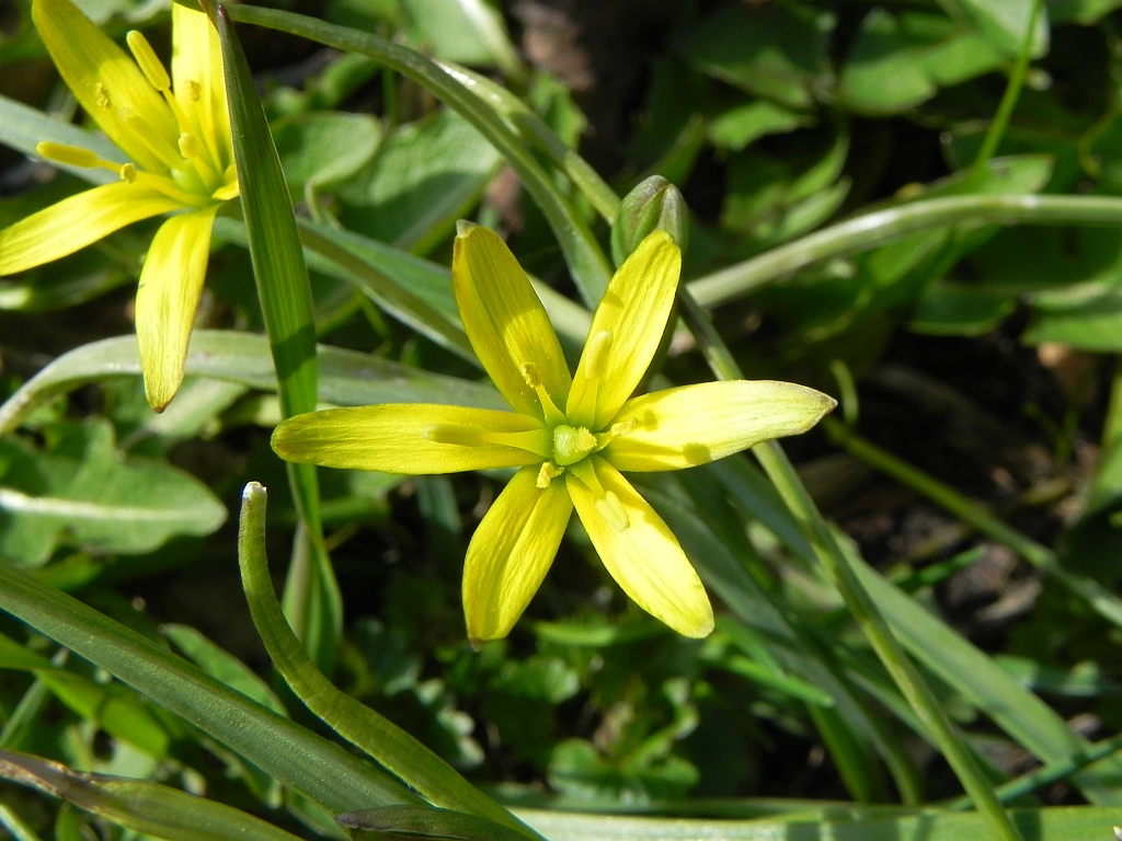 Złoć żółta (Gagea lutea)