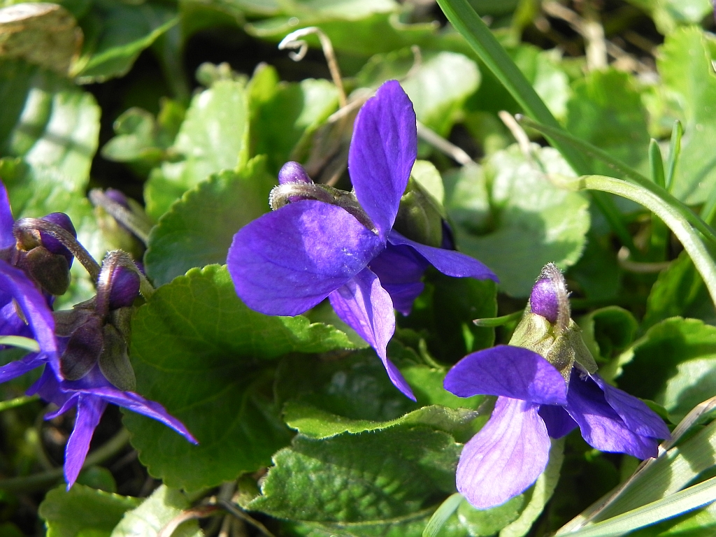 Fiołek wonny (Viola odorata)