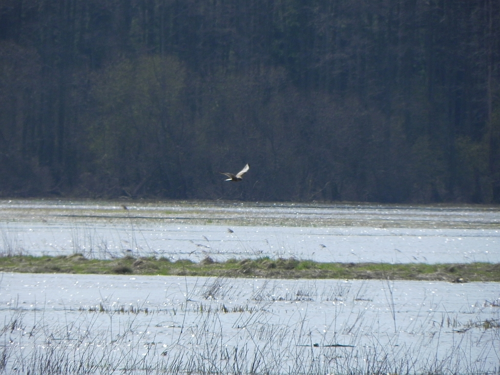 Błotniak stawowy (Circus aeruginosus)