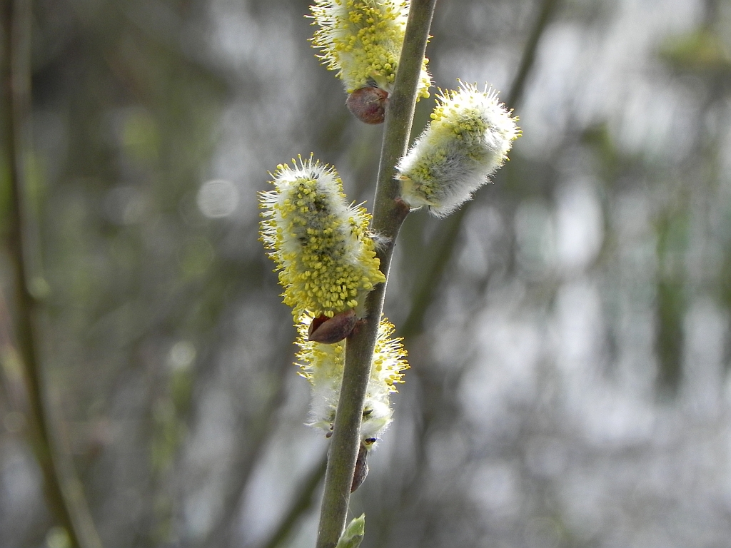 Wierzba iwa (Salix caprea L.)