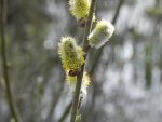 Wierzba iwa (Salix caprea L.)