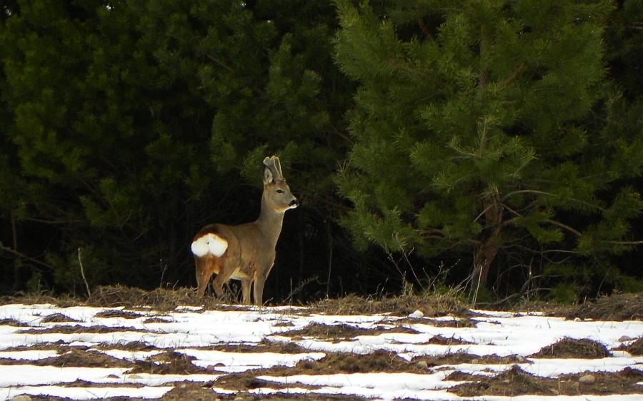 Sarna, sarna europejska (Capreolus capreolus)