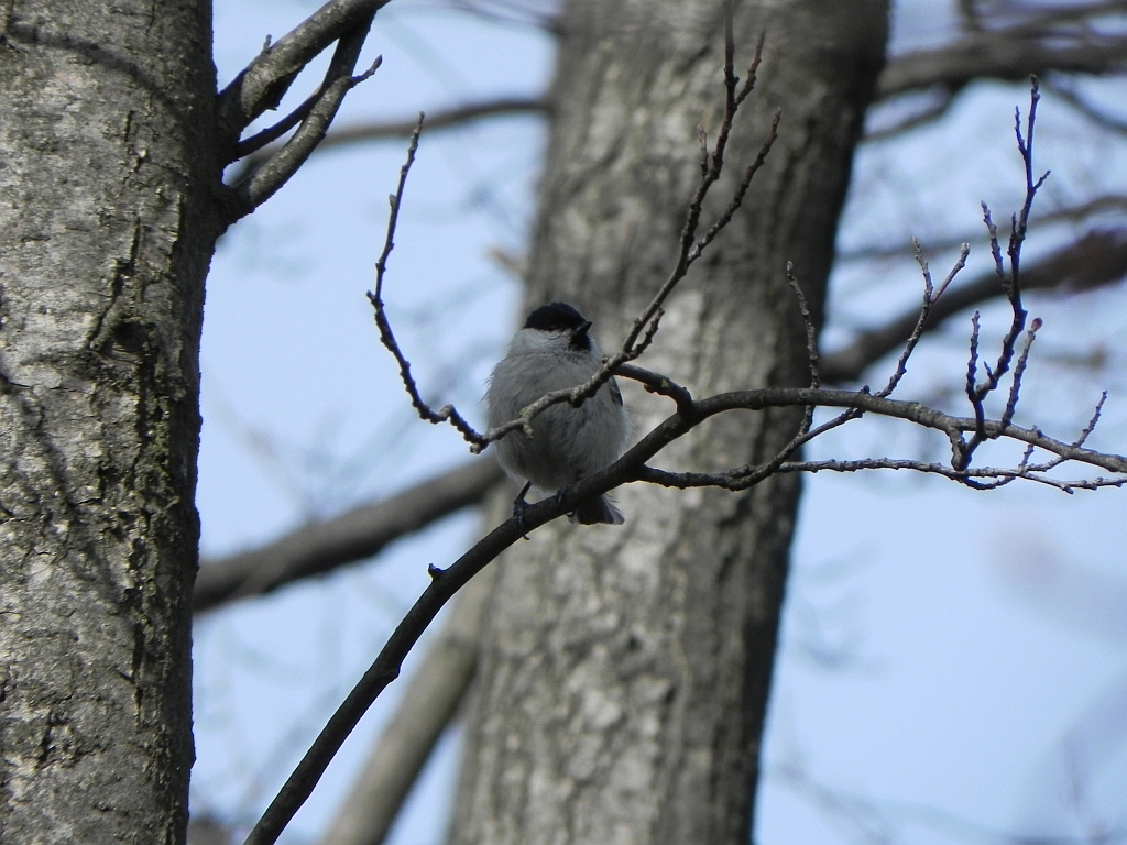Sikora czarnogłówka (Parus montanus)