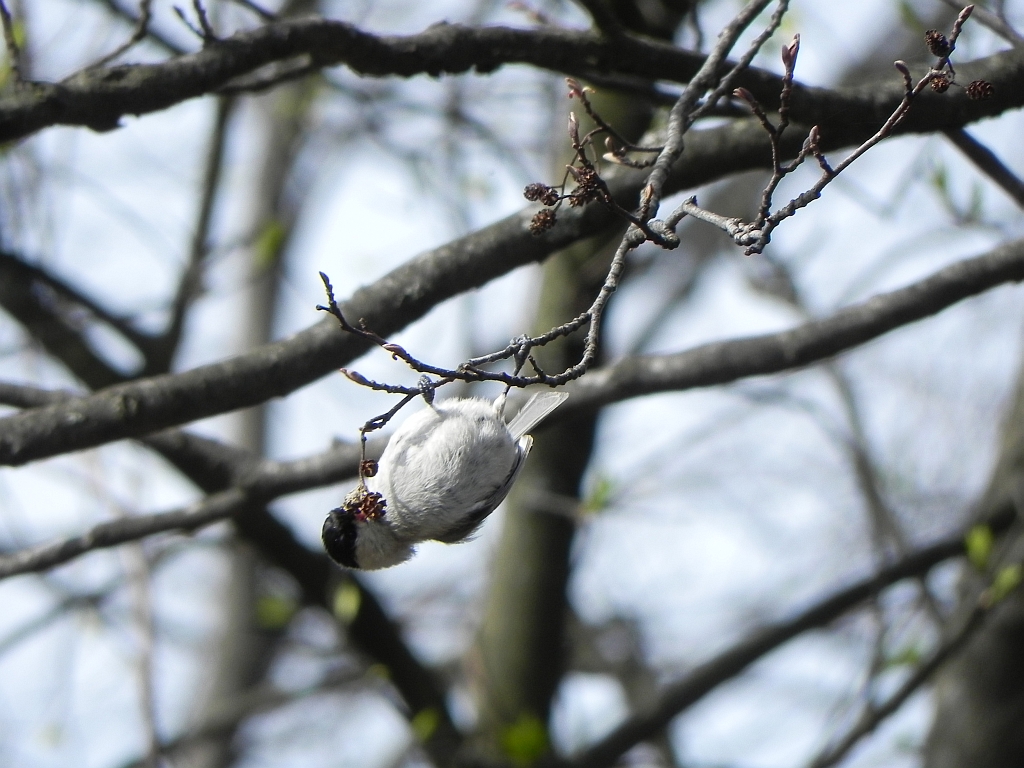 Sikora czarnogłówka (Parus montanus)