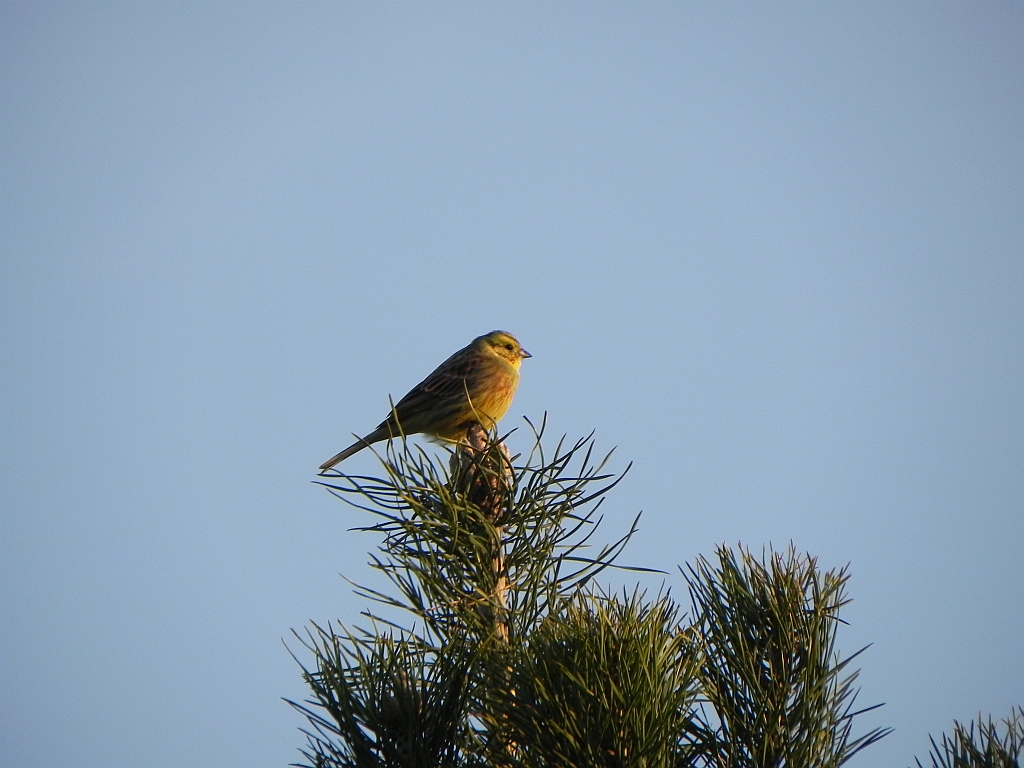 Trznadel (Emberiza citrinella)