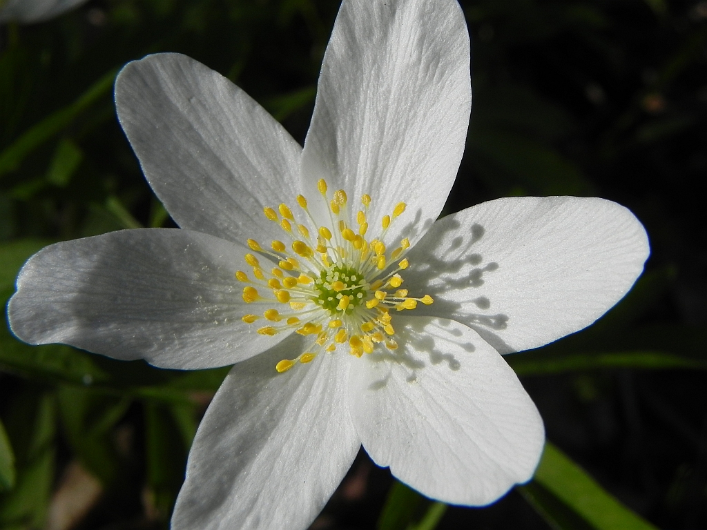 Zawilec gajowy (Anemone nemorosa L.)