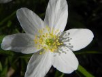 Zawilec gajowy (Anemone nemorosa L.)