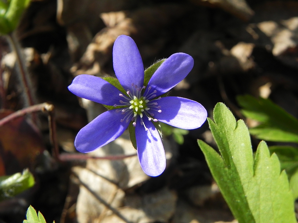 Przylaszczka pospolita (Hepatica nobilis Mill.)