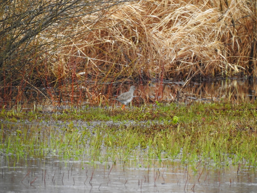 Krwawodziób, brodziec krwawodzioby (Tringa totanus)
