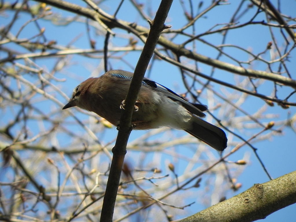 Sójka zwyczajna, sójka, sójka żołędziówka (Garrulus glandarius)