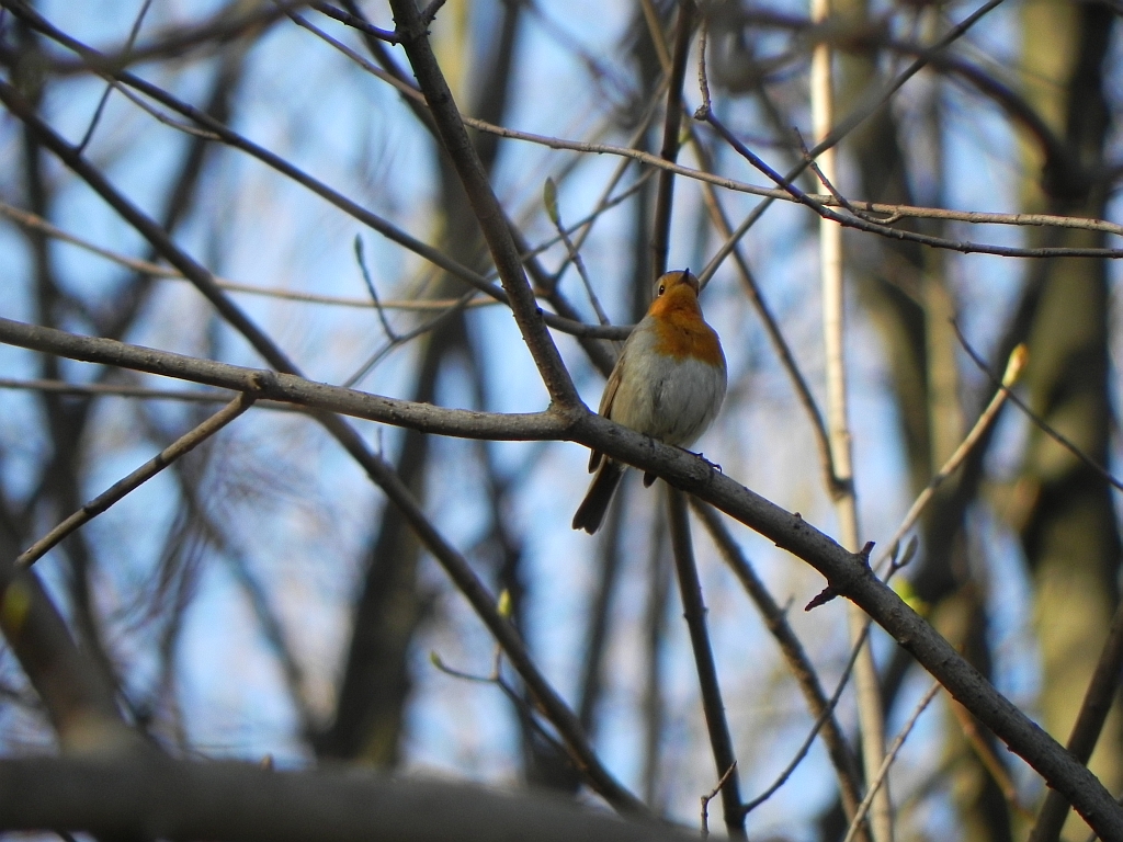 Rudzik zwyczajny, rudzik, raszka (Erithacus rubecula)