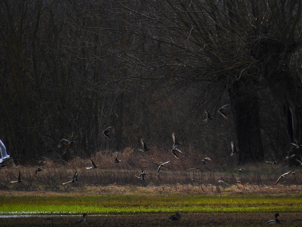 Batalion, bojownik batalion, biegus bojownik, bojownik zmienny (Calidris pugnax)