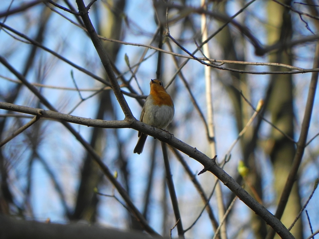 Rudzik zwyczajny, rudzik, raszka (Erithacus rubecula)