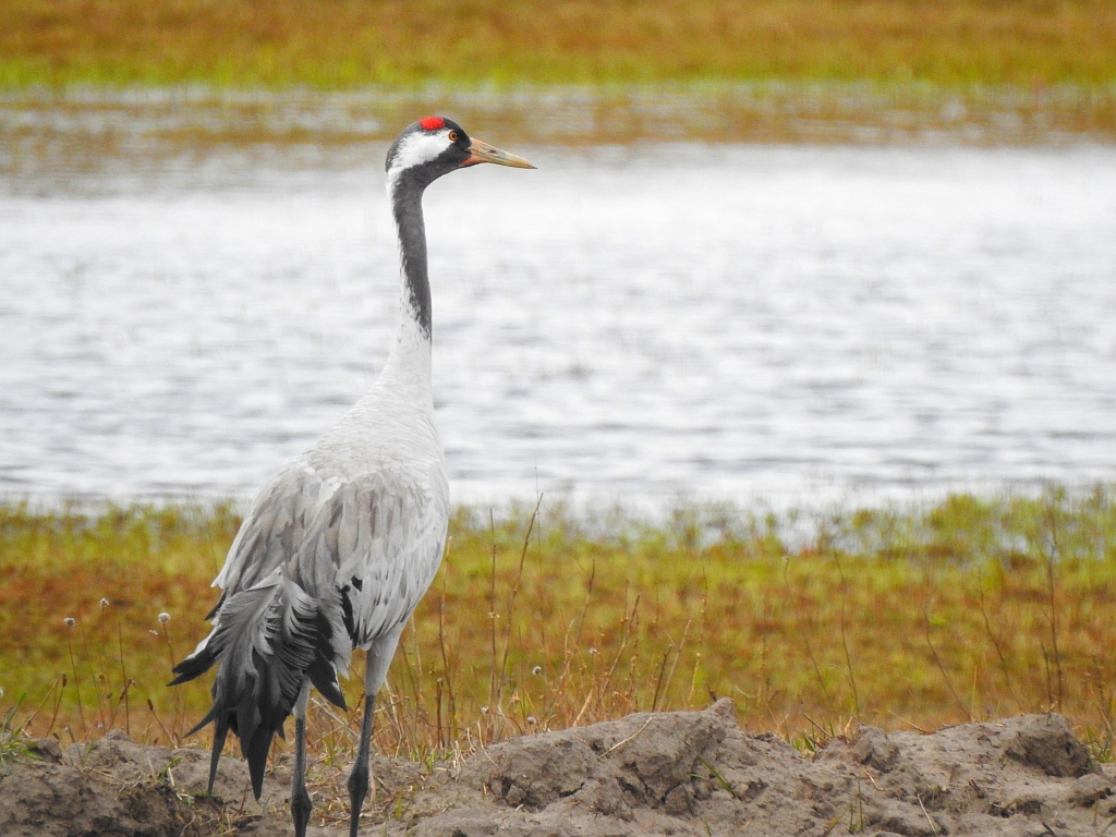 Żuraw zwyczajny, żuraw, żuraw popielaty, żuraw szary (Grus grus)
