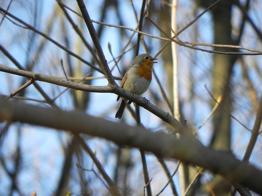 Rudzik zwyczajny, rudzik, raszka (Erithacus rubecula)