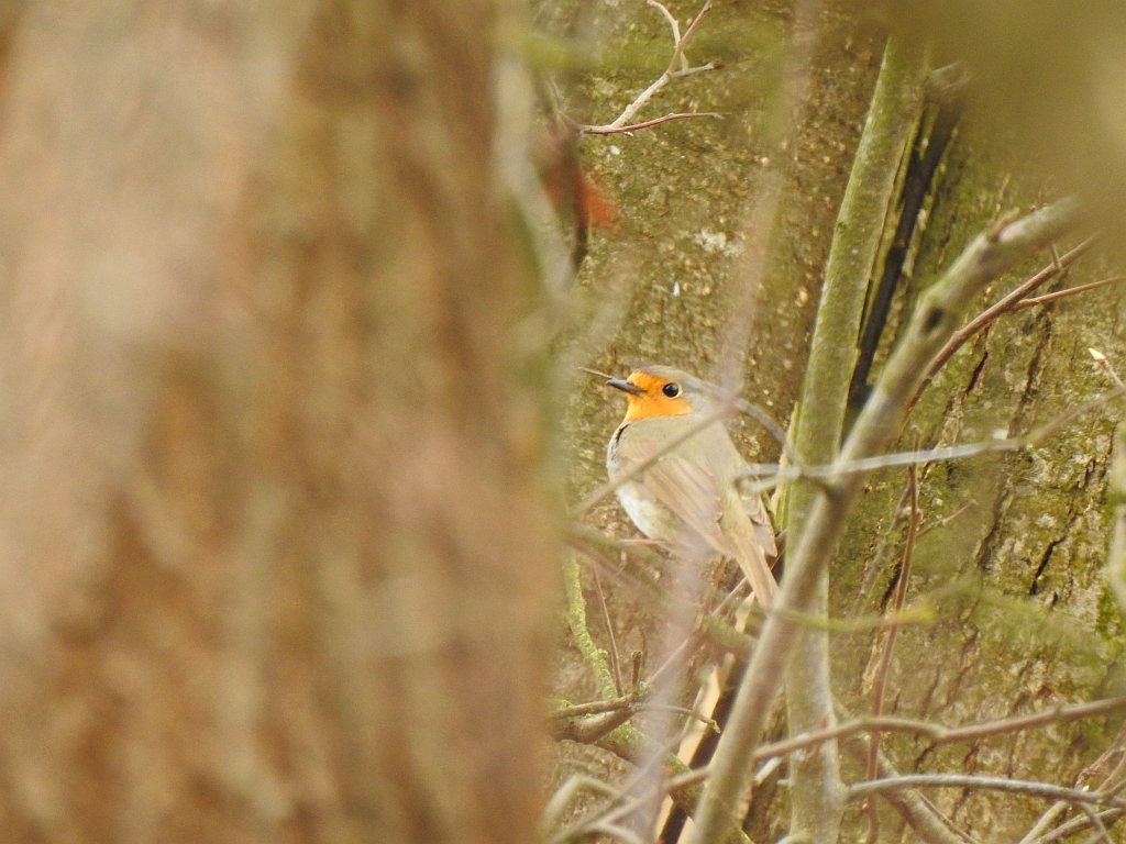 Rudzik, rudzik zwyczajny, raszka (Erithacus rubecula)