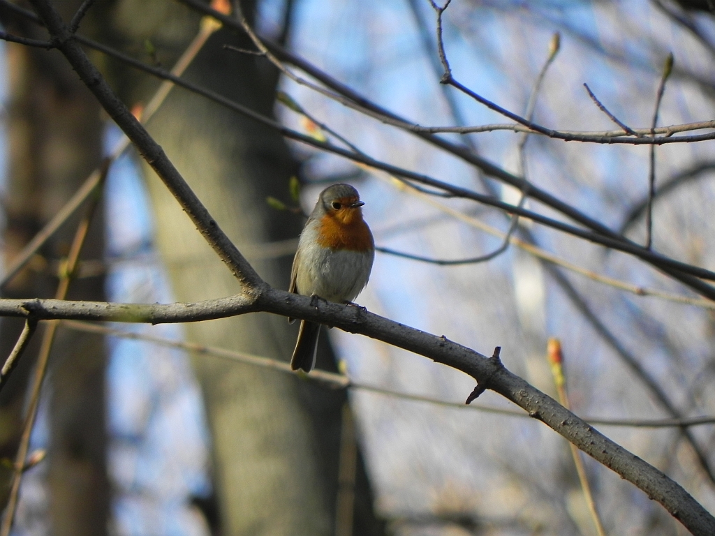 Rudzik zwyczajny, rudzik, raszka (Erithacus rubecula)