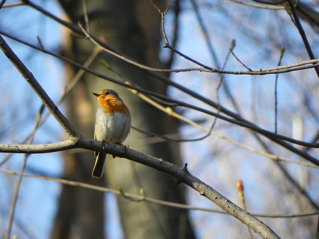 Rudzik zwyczajny, rudzik, raszka (Erithacus rubecula)