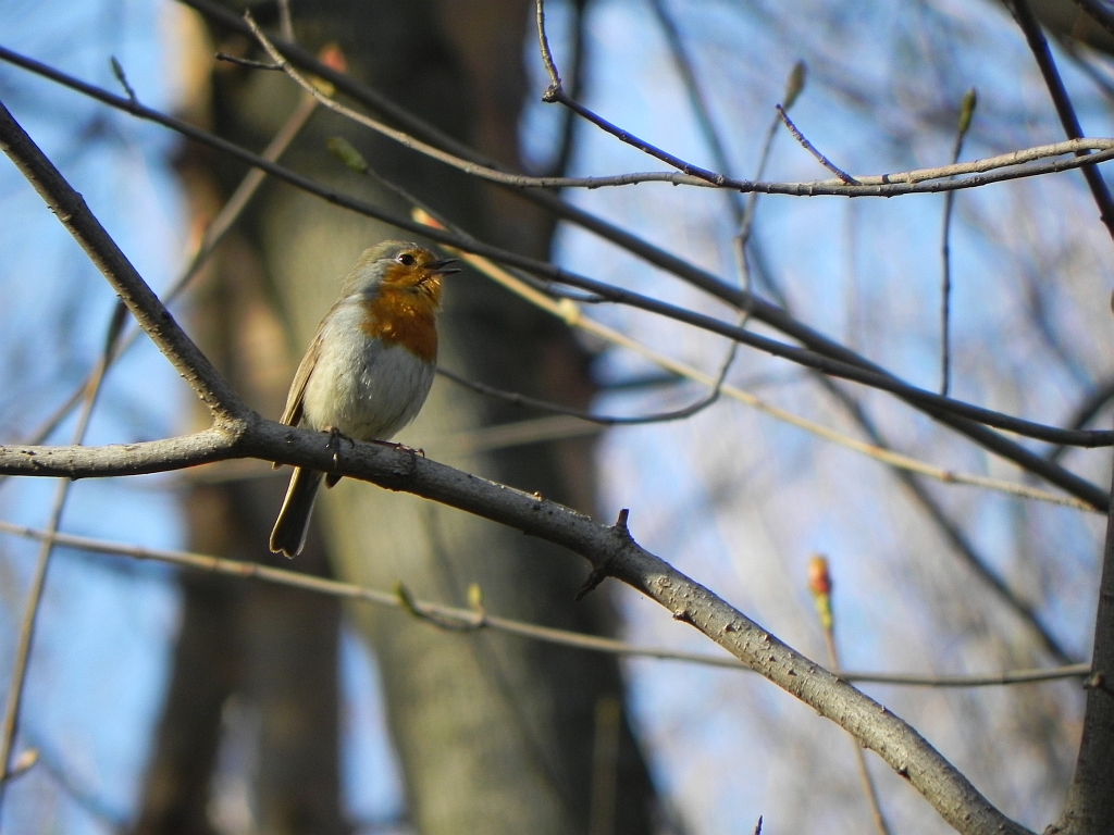 Rudzik zwyczajny, rudzik, raszka (Erithacus rubecula)