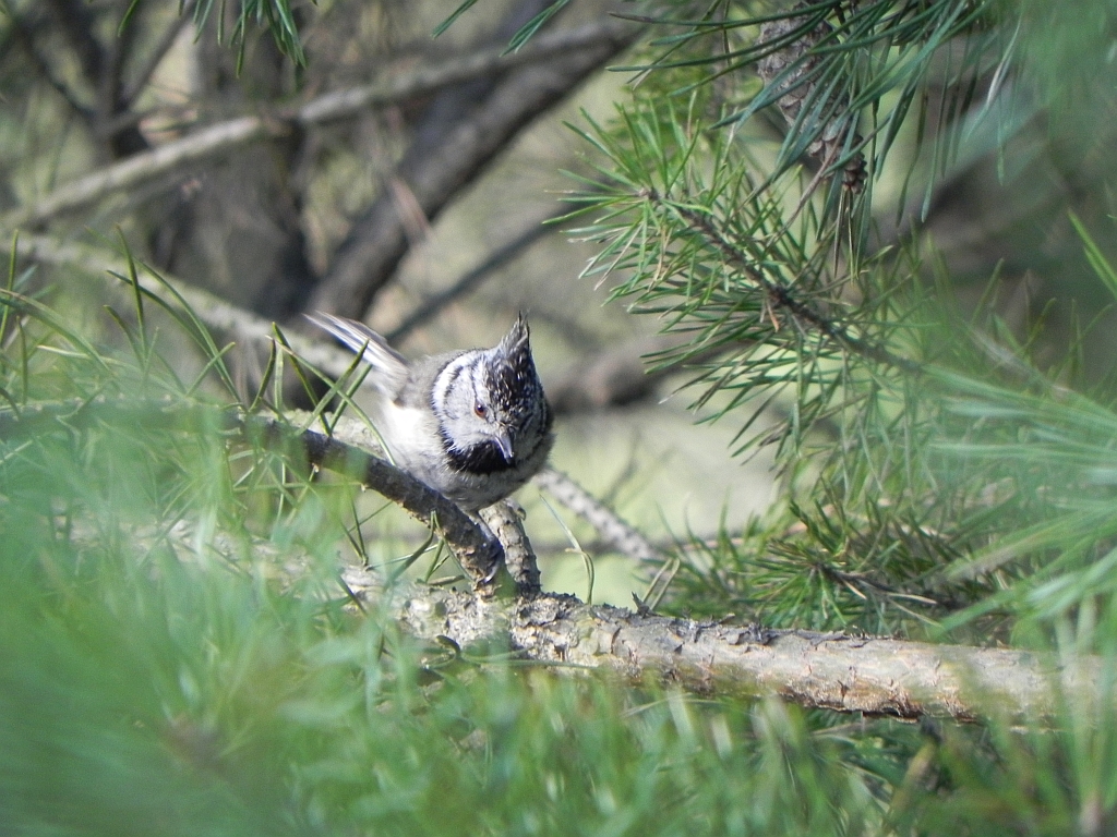 Czubatka, sikora czubatka (Lophophanes cristatus syn. Parus cristatus)