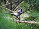 Czubatka, sikora czubatka (Lophophanes cristatus syn. Parus cristatus)