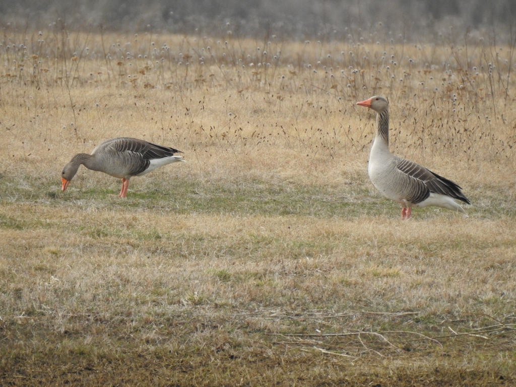 Gęgawa, gęś gęgawa (Anser anser)