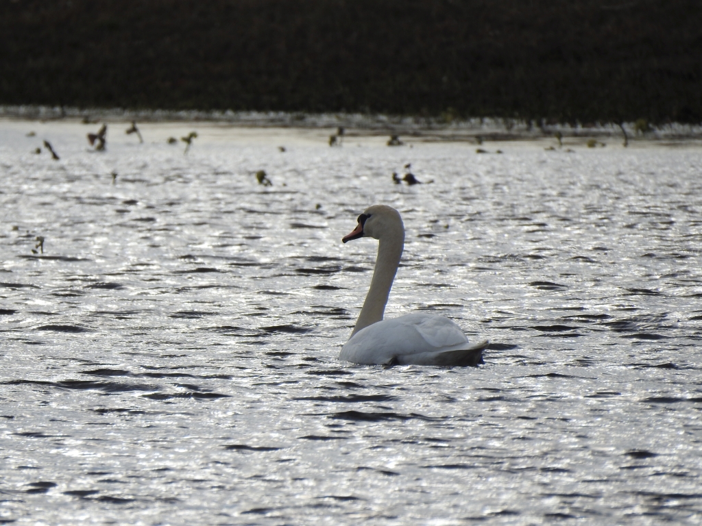 Łabędź niemy (Cygnus olor)
