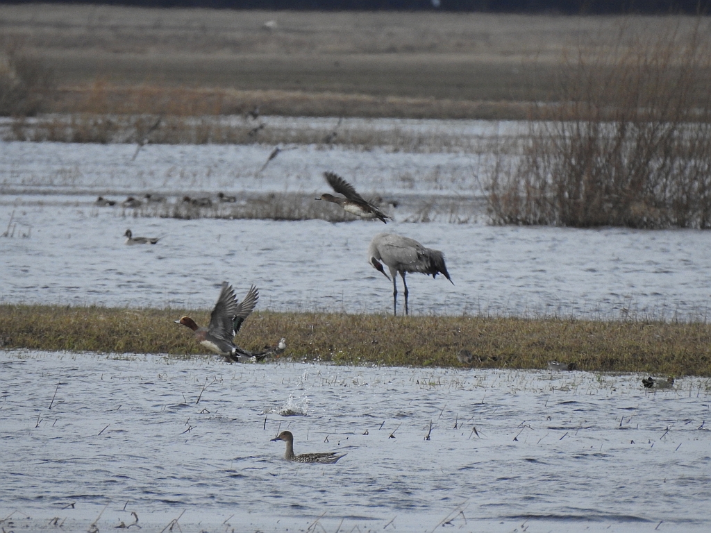 Świstun zwyczajny, świstun (Mareca penelope)