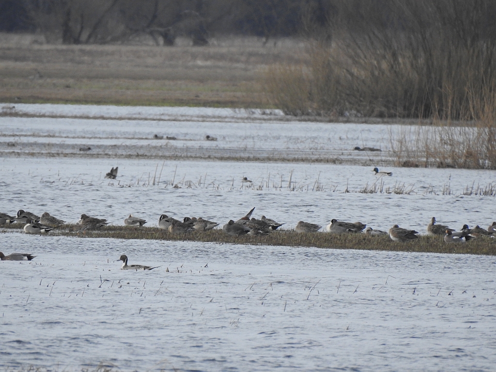 Batalion, bojownik batalion, biegus bojownik, bojownik zmienny (Calidris pugnax)