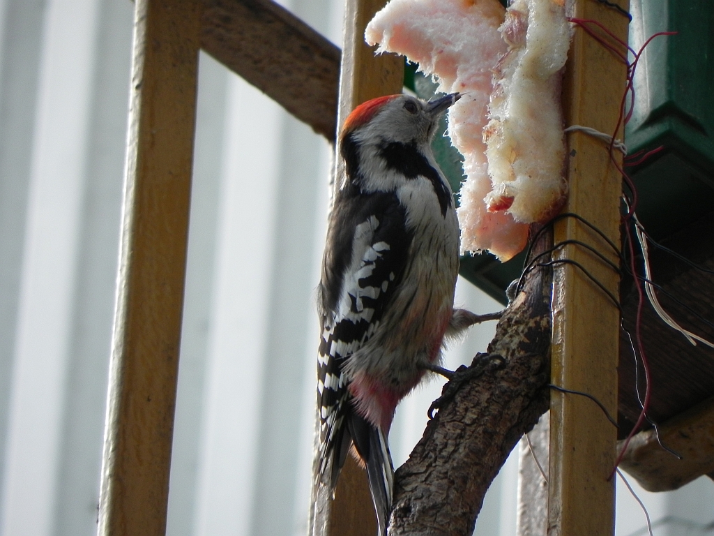Dzięcioł średni (Dendrocopos medius)