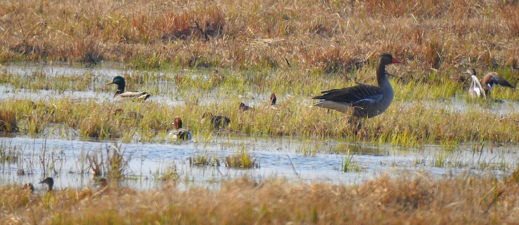 Gęgawa, gęś gęgawa (Anser anser) i m.in. świstun (Anas penelope)