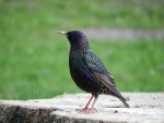Szpak (Sturnus vulgaris)