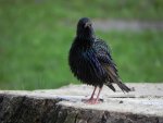 Szpak (Sturnus vulgaris)