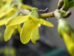 Forsycja zwisła (Forsythia suspensa)