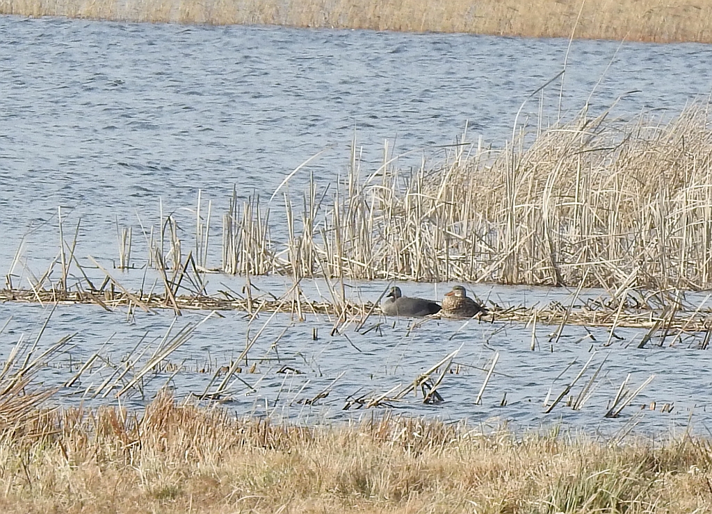 Krakwa, kaczka krakwa (Mareca strepera)