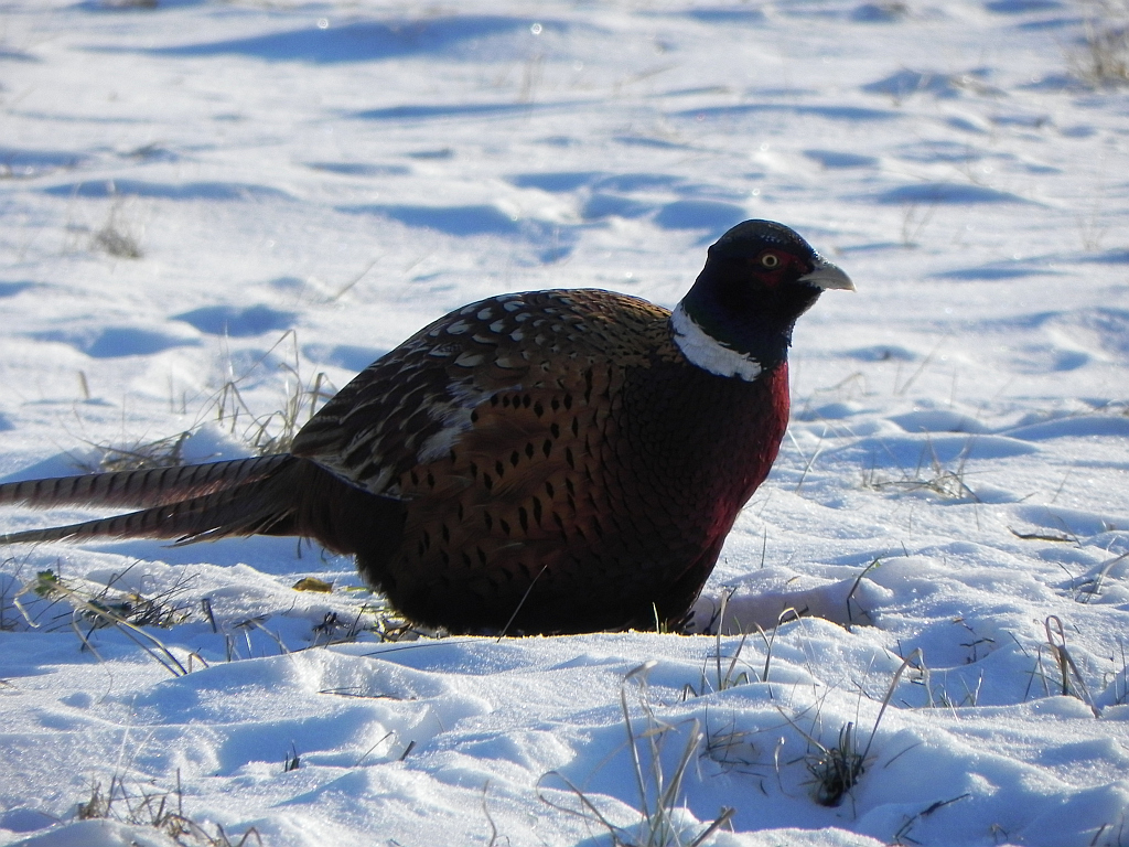 Bażant (Phasianus colchicus)