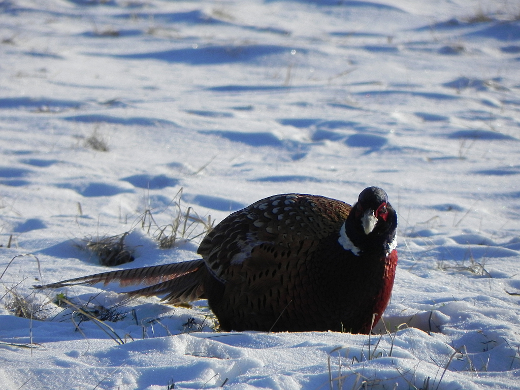 Bażant (Phasianus colchicus)
