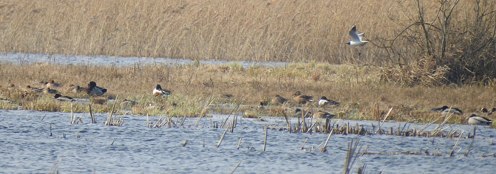 Płaskonos zwyczajny, płaskonos (Spatula clypeata) i inne kaczki