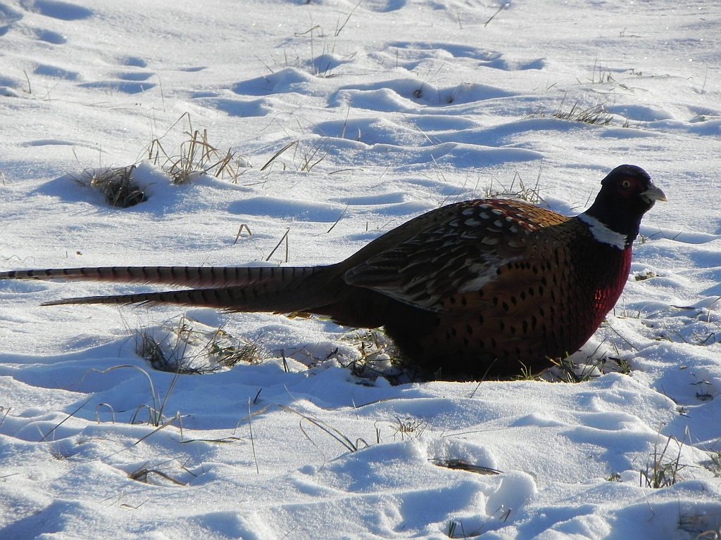 Bażant (Phasianus colchicus)