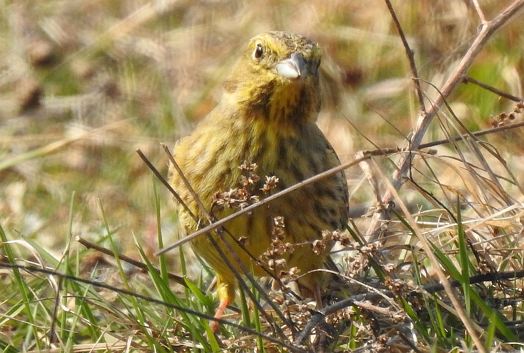 Trznadel (Emberiza citrinella)