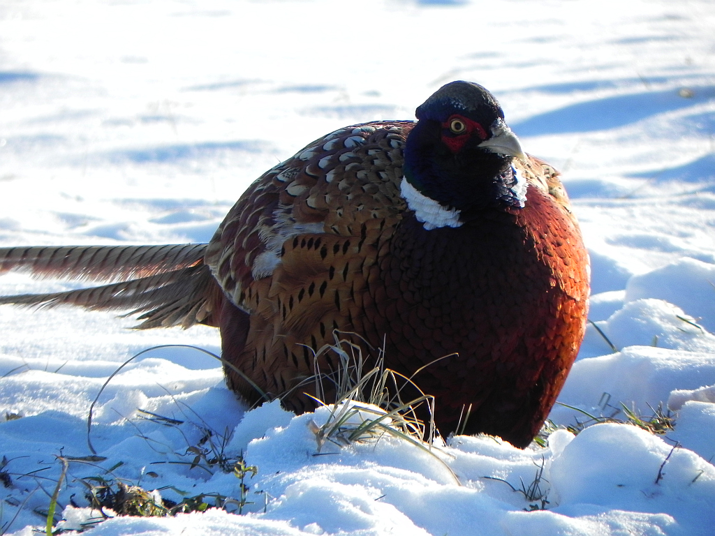 Bażant (Phasianus colchicus)
